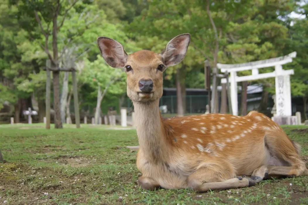 Nara deer Nara deer